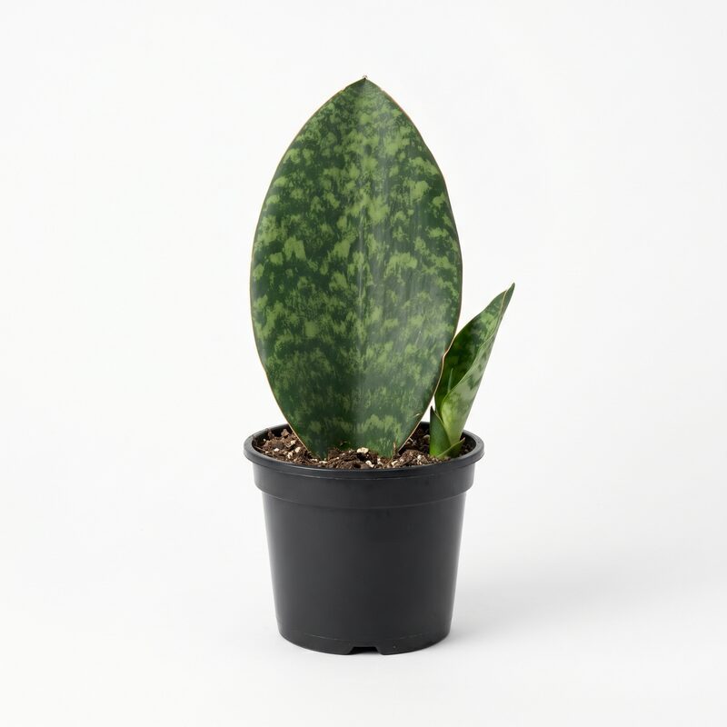 Sansevieria Whalefin image