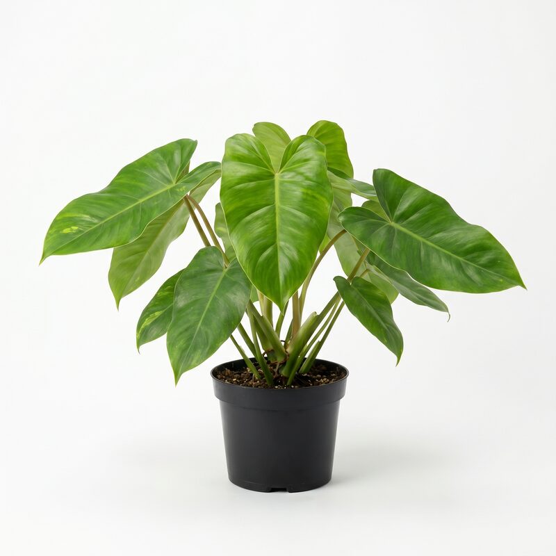 Philodendron Ceylon Beauty image