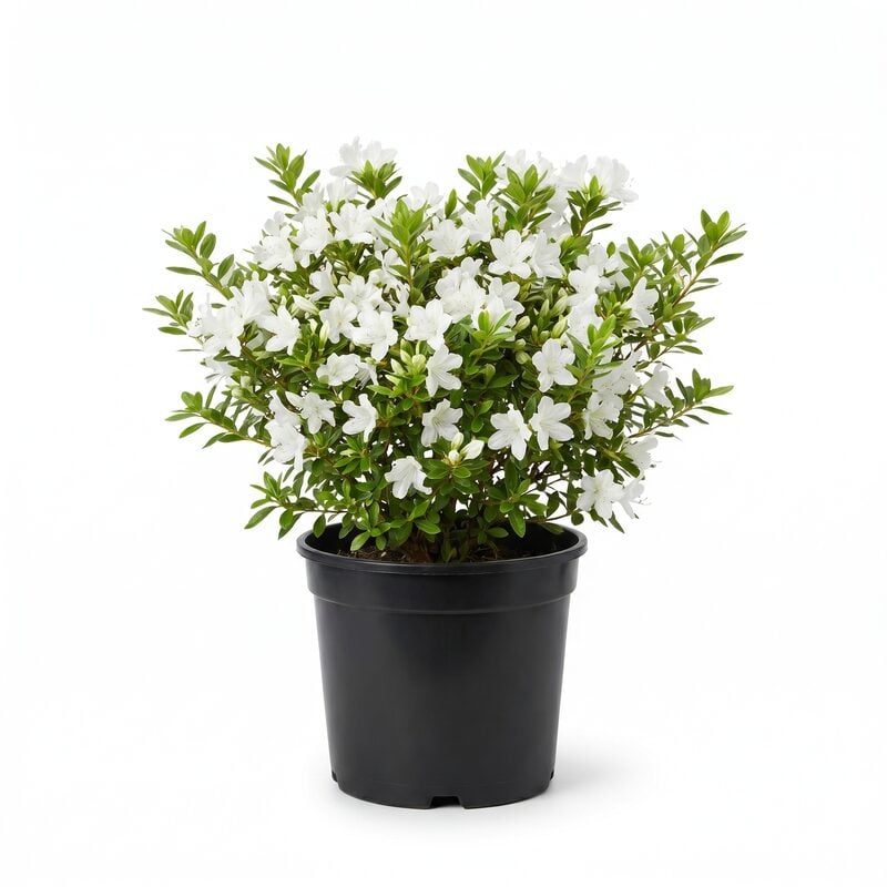 Azalea Snow (Rhododendron kurume Snow) - Beautiful White Blooms