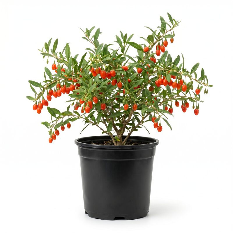 Goji Berry image