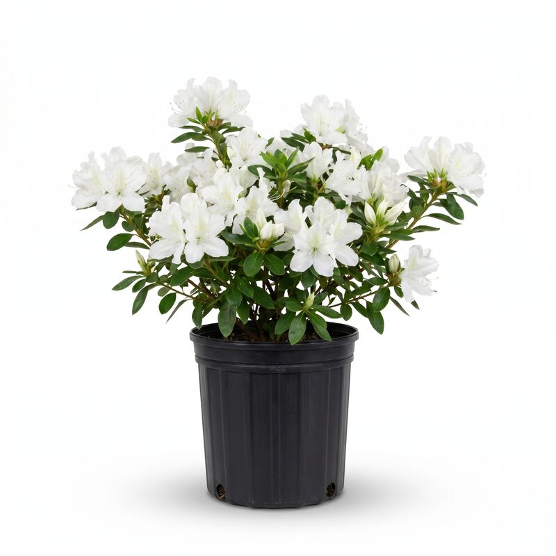 Delaware Valley White Azalea: Buy Rhododendron Hybrida Online