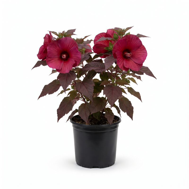 Hibiscus Head Over Heels Passion image