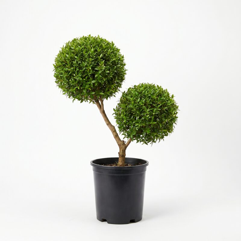 Eugenia 2- Ball Topiary 3 image