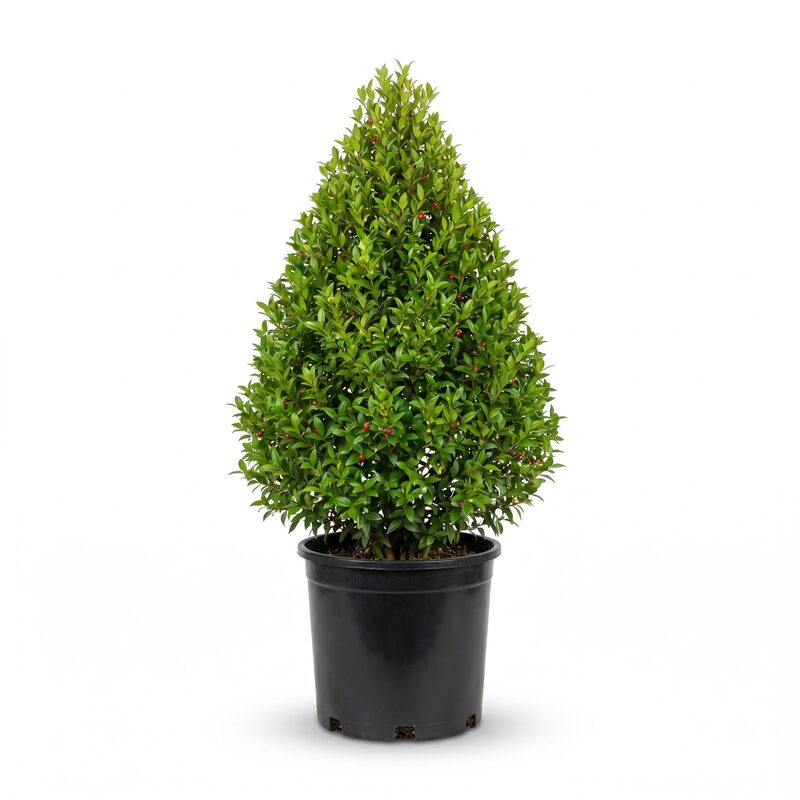 Eugenia Cone Topiary 3 image