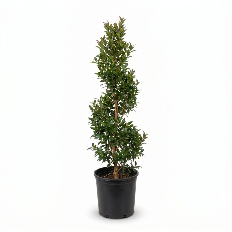 Eugenia Spiral Topiary 55" image