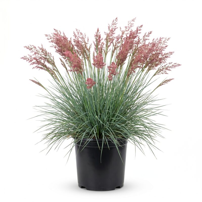 Savannah Grass image