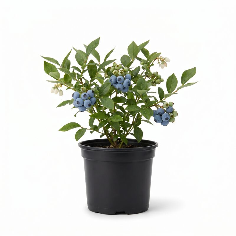 Blueberry Sharpblue image