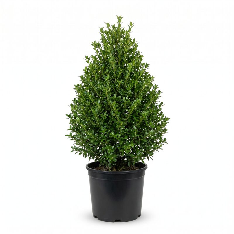 Holly Pyramidalis image
