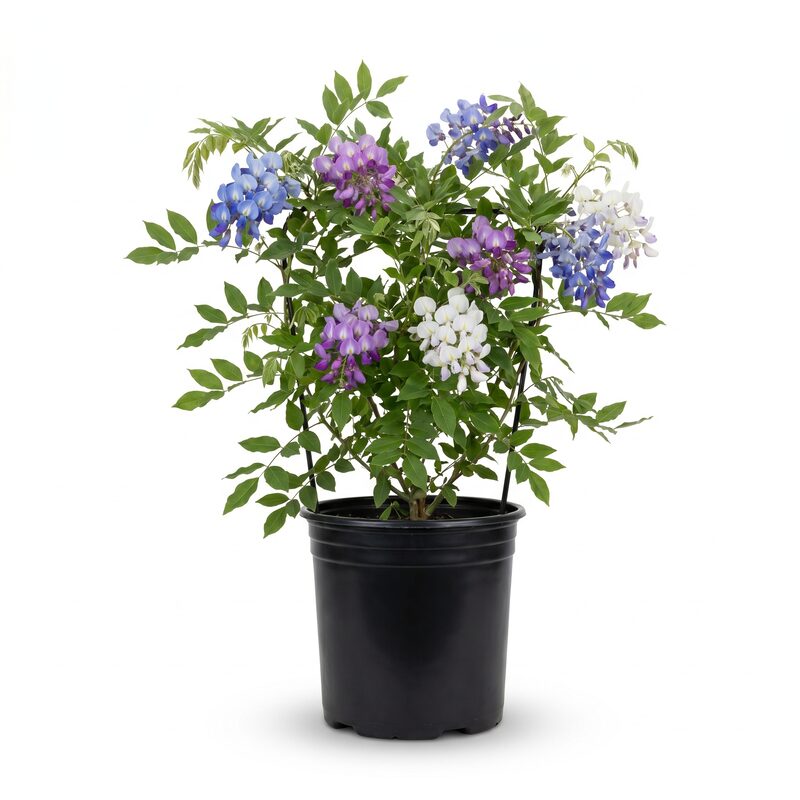 Tri-color Wisteria image