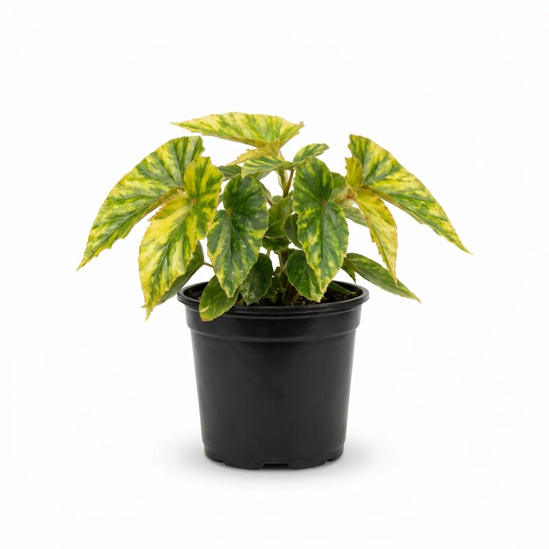 Begonia Canary Wing image
