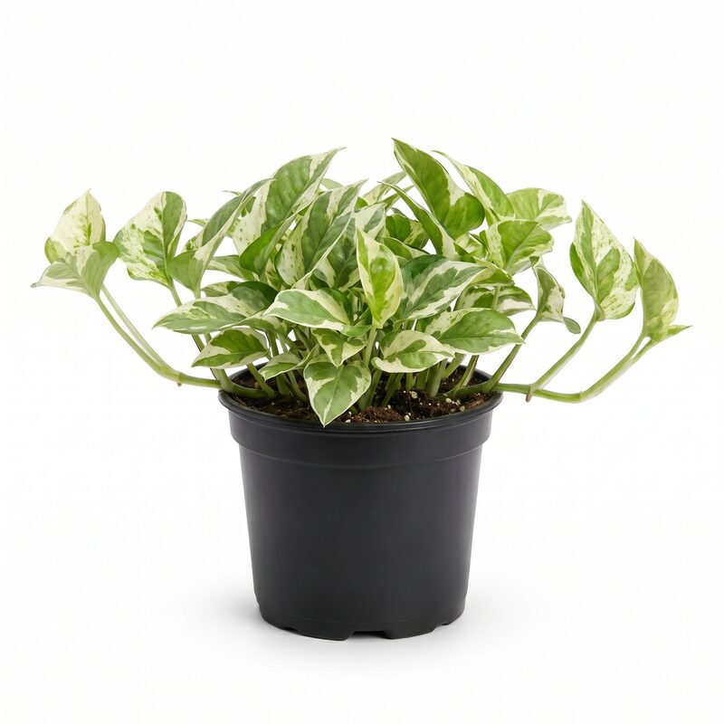 Pothos Pearls And Jade image