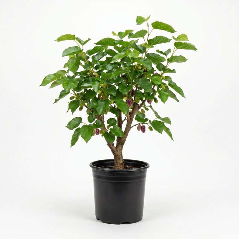 Dwarf Mulberry 'Mojo' image
