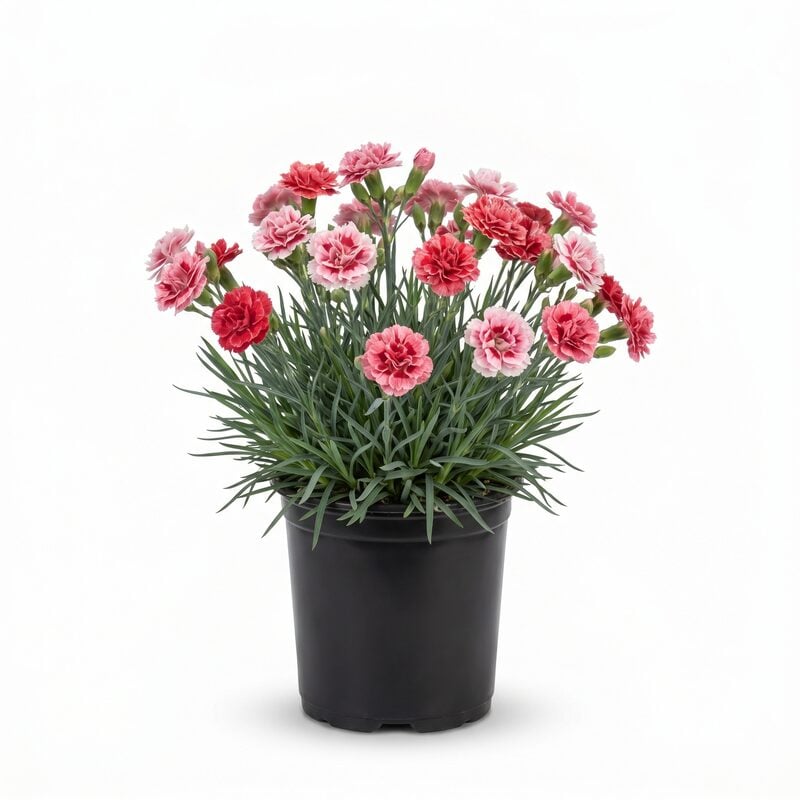 Dianthus Sugar N' Spice Dianthus image