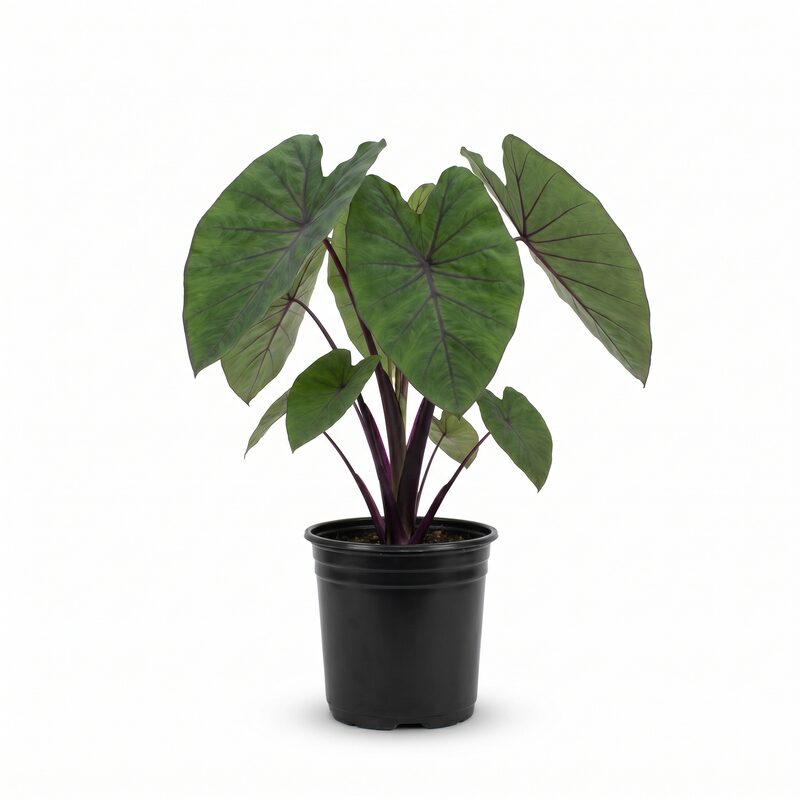 Colocasia Pharaoh'S Mask Elephant Ear image