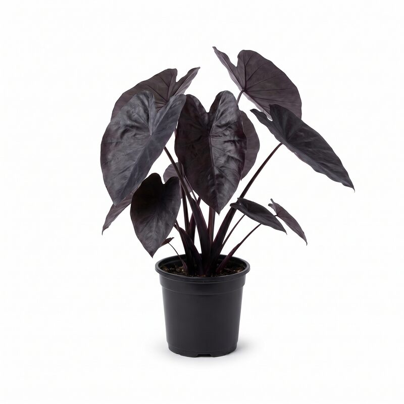 Colocasia Black Coral Royal Hawaiian&reg; Elephant Ear image