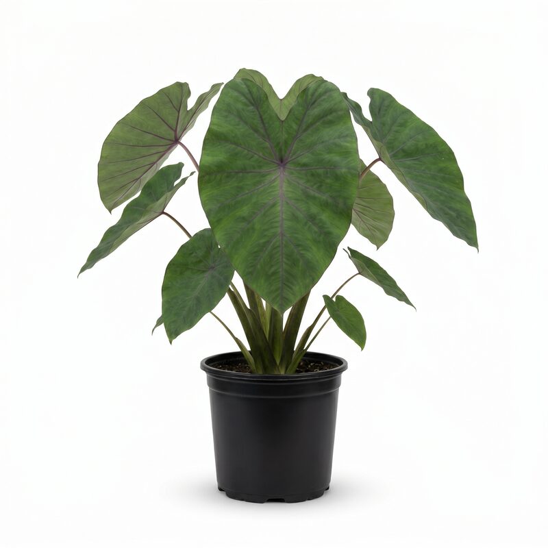 Colocasia Waikiki Royal Hawaiian&reg; Elephant Ear image