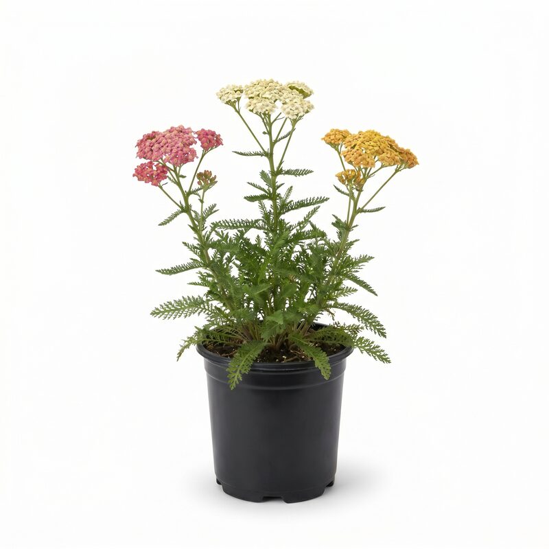 Achillea, 3-n-1 Milly Rock&trade; Yarrow image