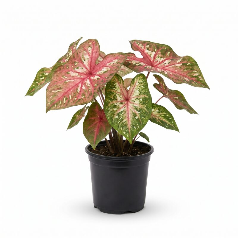 Caladium 'Party Punch' image