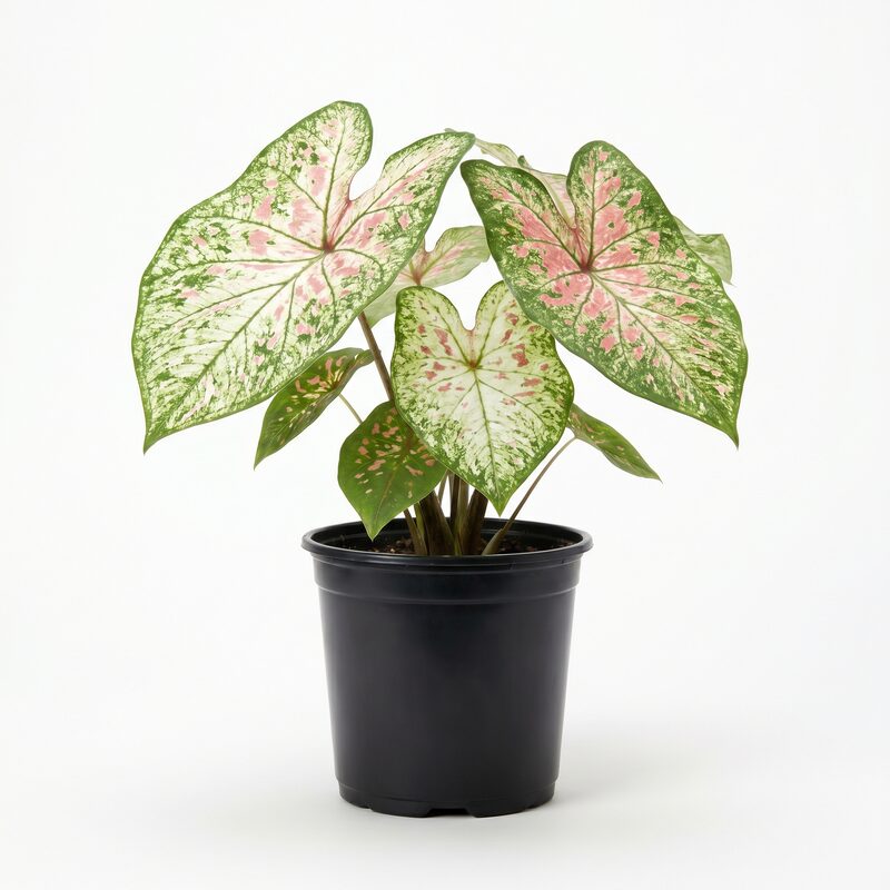Caladium 'Southern Charm' image