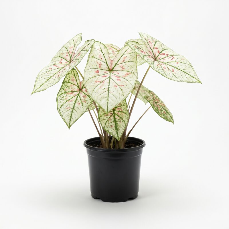 Caladium 'Candyland' image