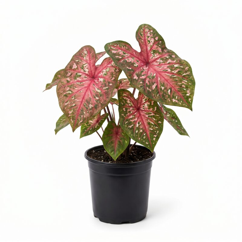 Caladium 'Sangria' image