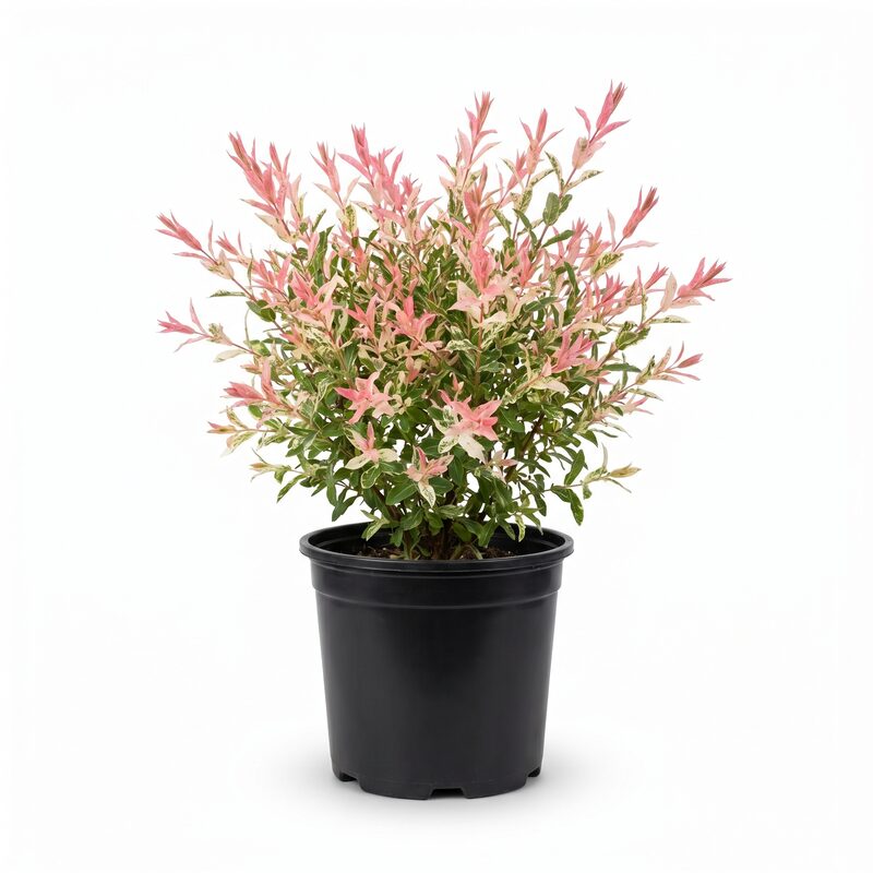 Willow Tree 'Hakuro Nishiki' image