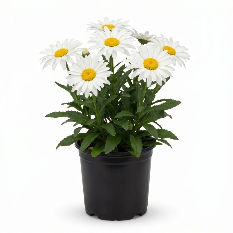 Leucanthemum Mt. Hood Shasta Daisy image