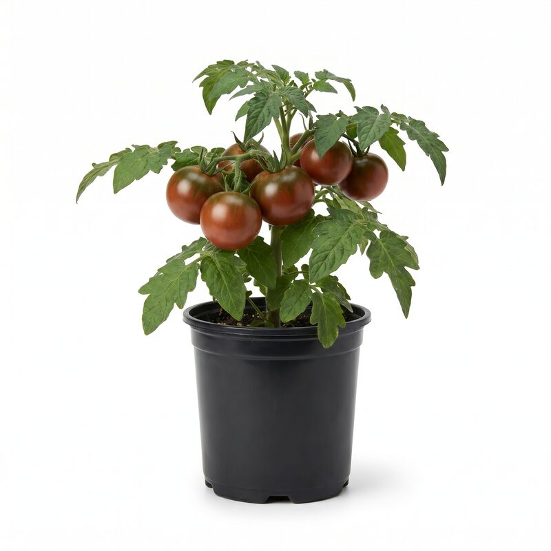 Tomato 'Tasmanian Chocolate' image