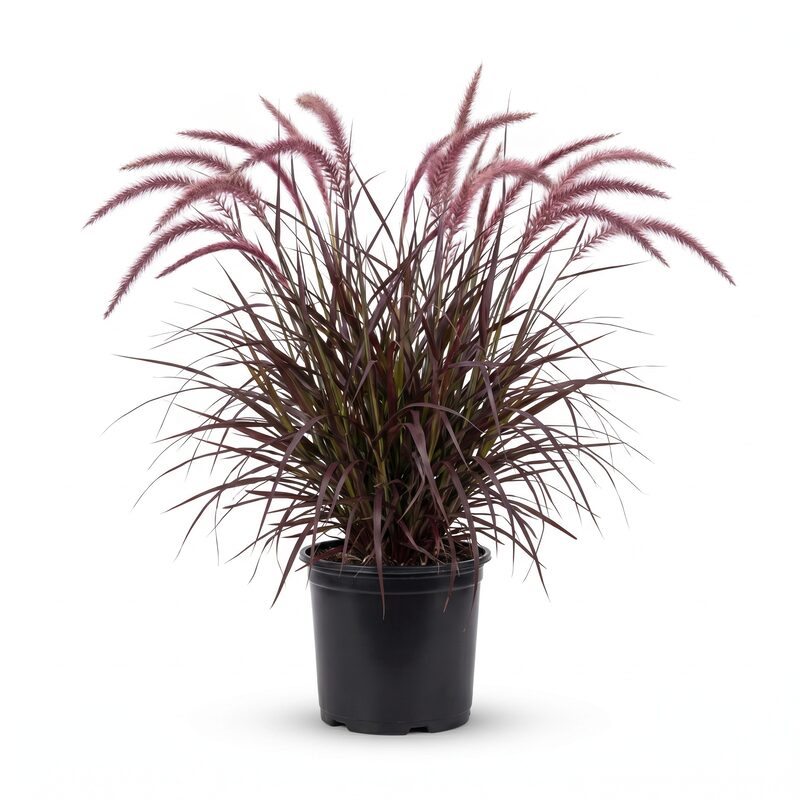 Purple Fountain Grass image