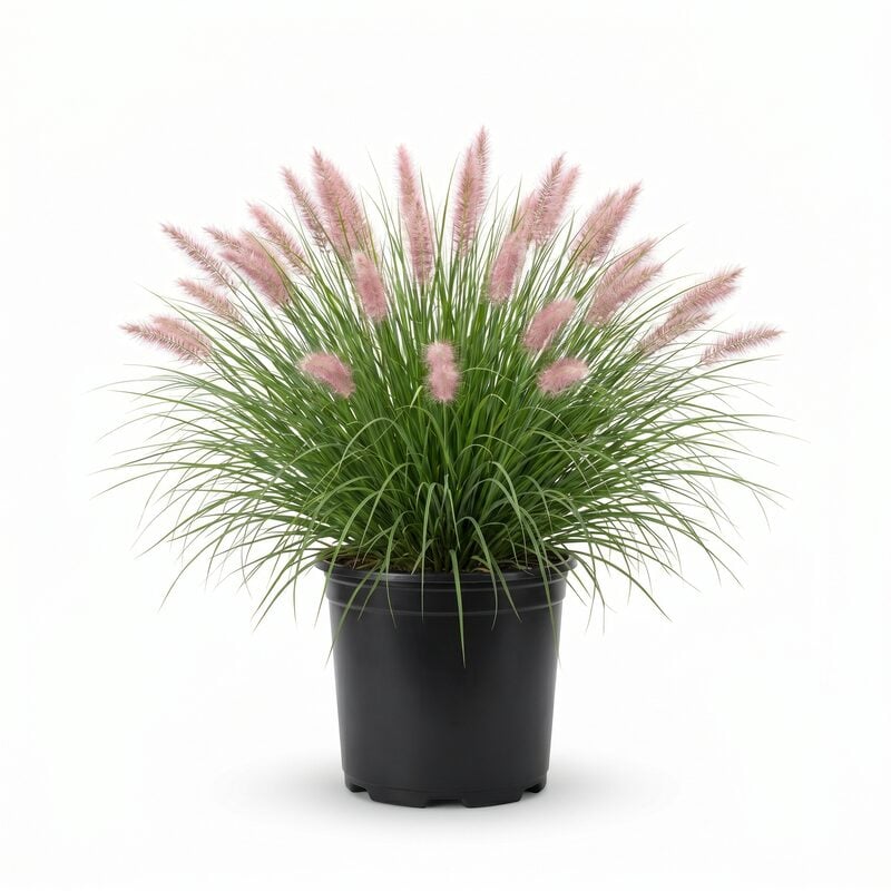 Dwarf Fountain. Grass 'Hamelin' image