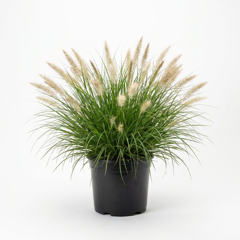 Dwarf Fountain Grass 'Hameln' image
