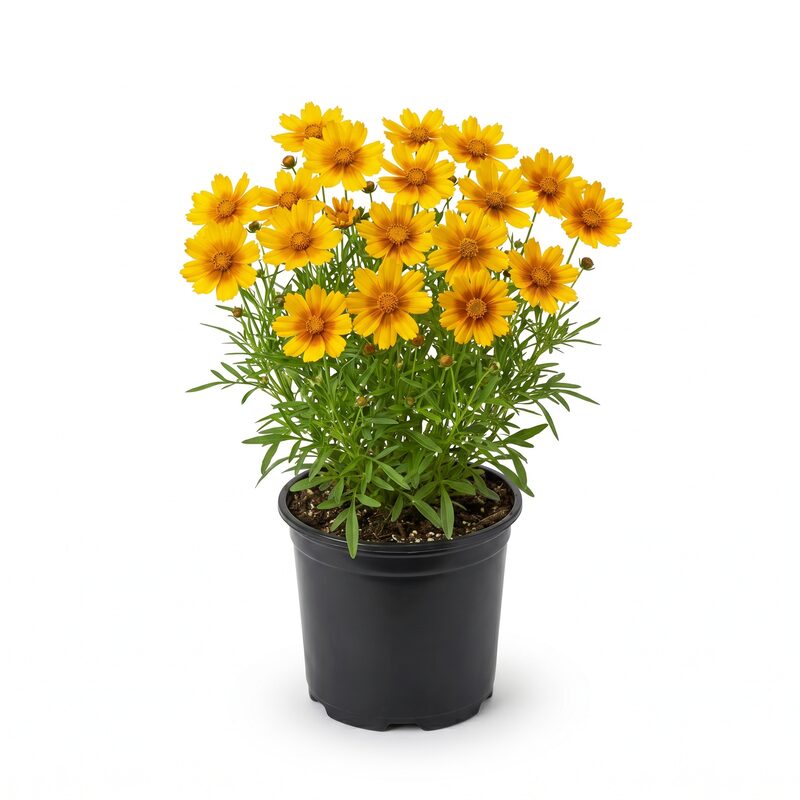Coreopsis, Uptick&trade; Gold And Bronze Coreopsis image