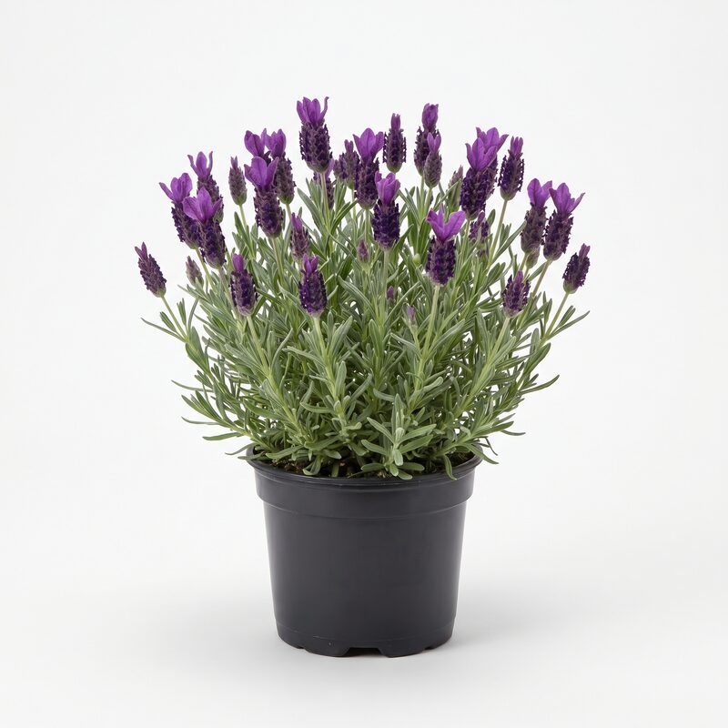 Lavandula Primavera image