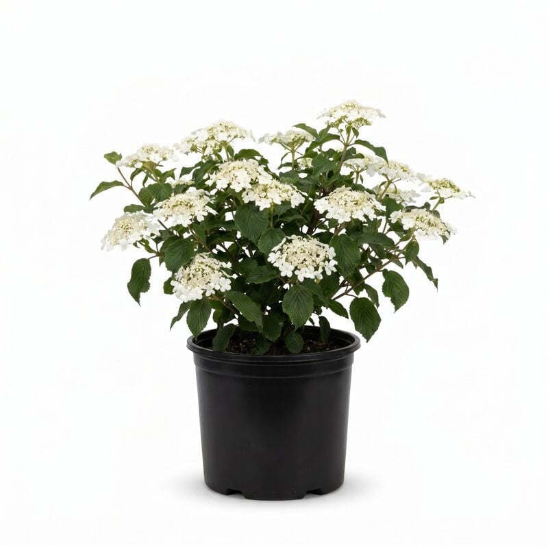 Moonlit Lace&reg; Viburnum - White Flowers image