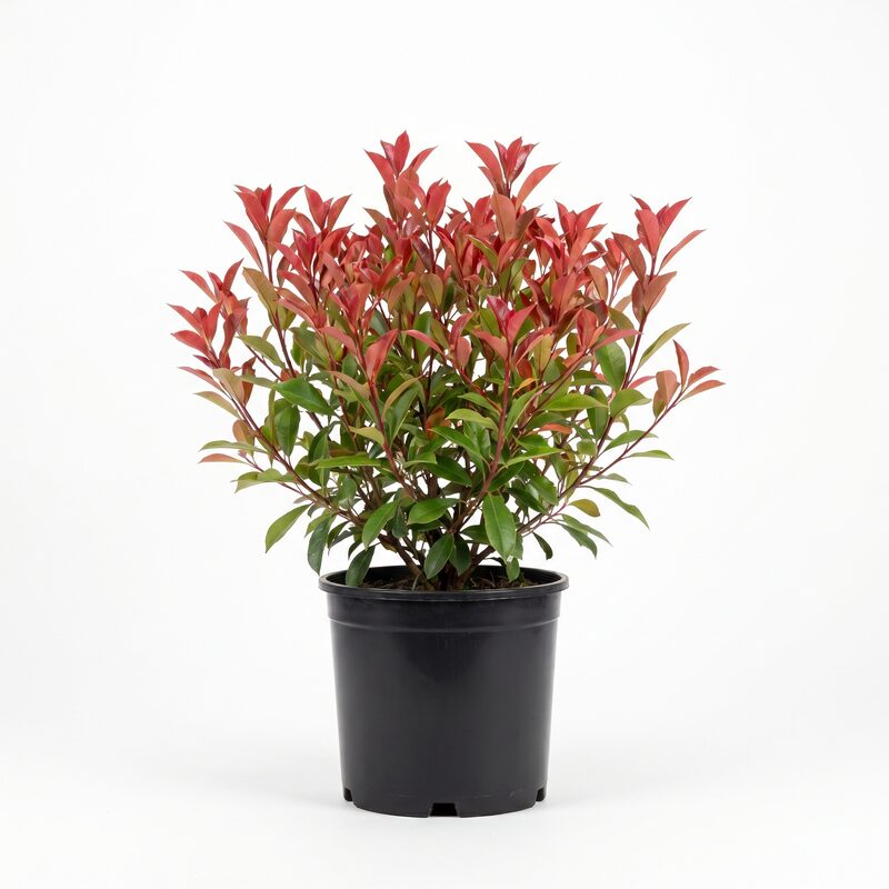 Photinia Dynamo Red image