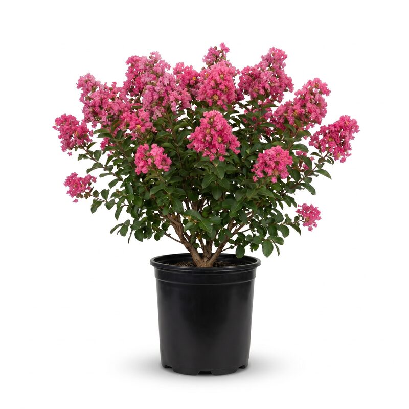 Crape Myrtle Enduring Fuchsia&trade; - Pink Blooms image