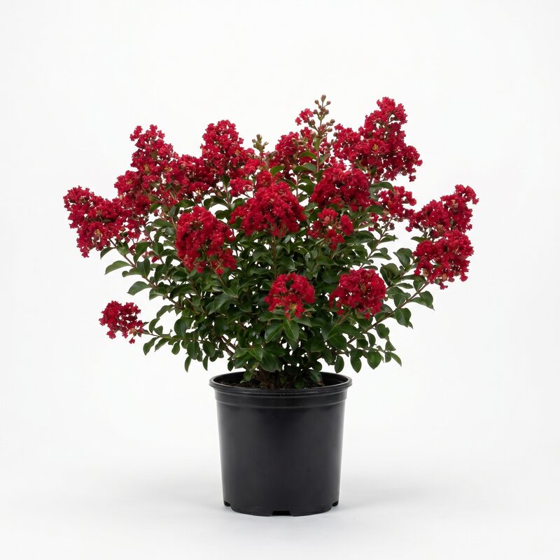 Enduring Red&trade; Crape Myrtle - Red Blooms image