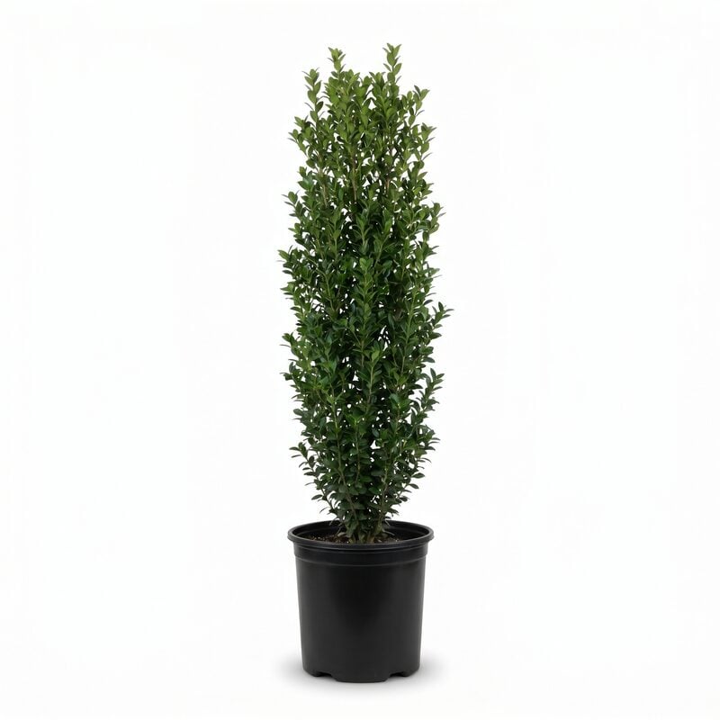 Straight & Narrow Japanese Holly image
