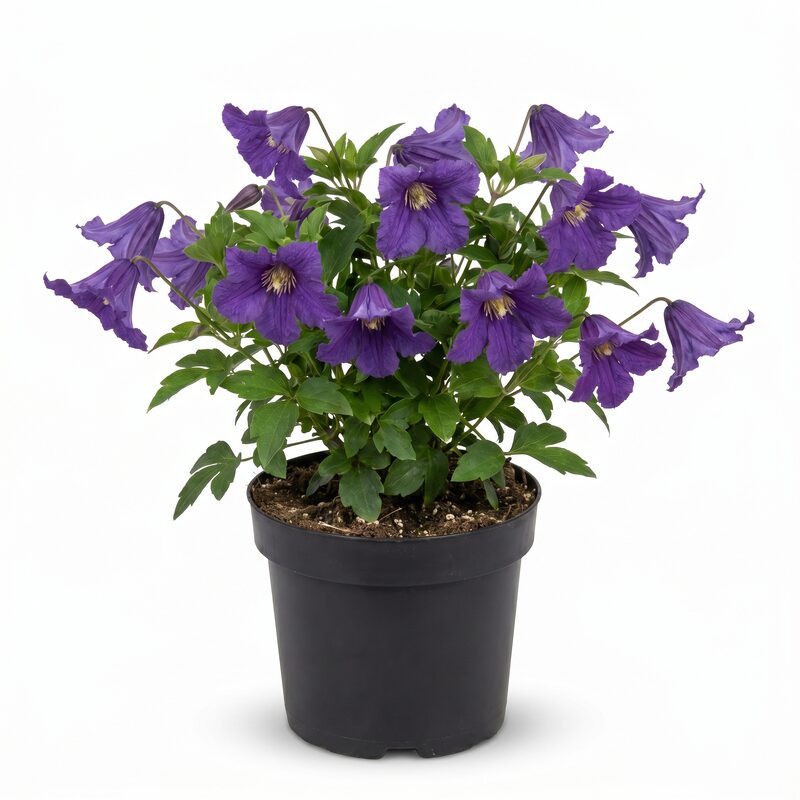 Picardy Clematis image