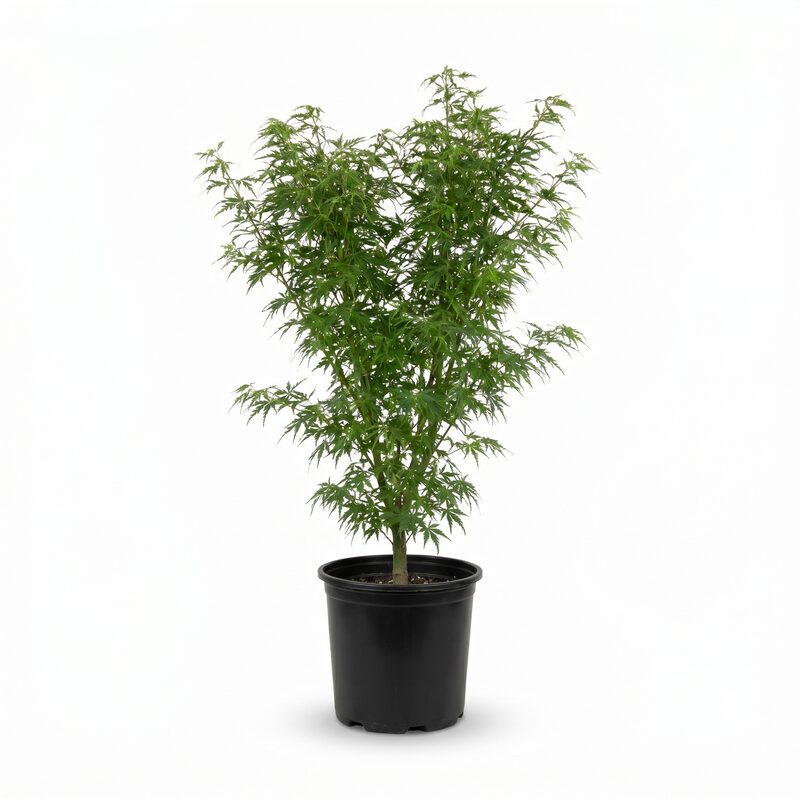 Seiryu Japanese Maple image