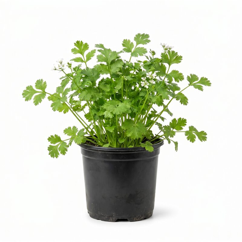 Cilantro image
