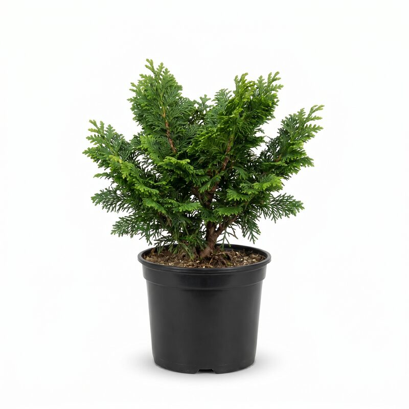 Dwarf Hinoki False Cypress image