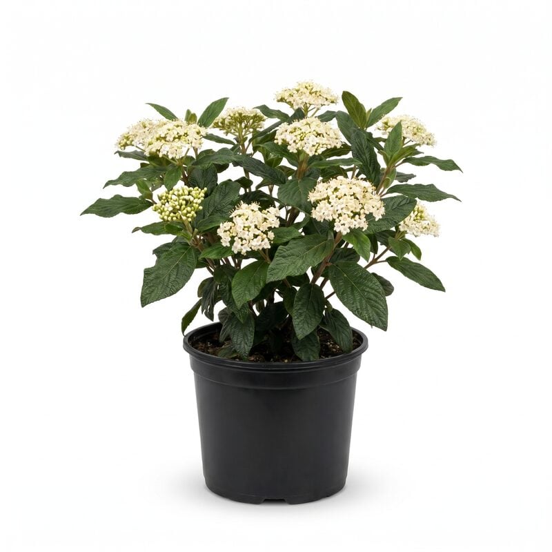 Allegheny Viburnum image