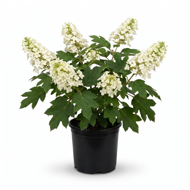 Alice Oakleaf Hydrangea image