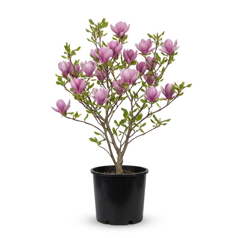 Alexandrina Saucer Magnolia image