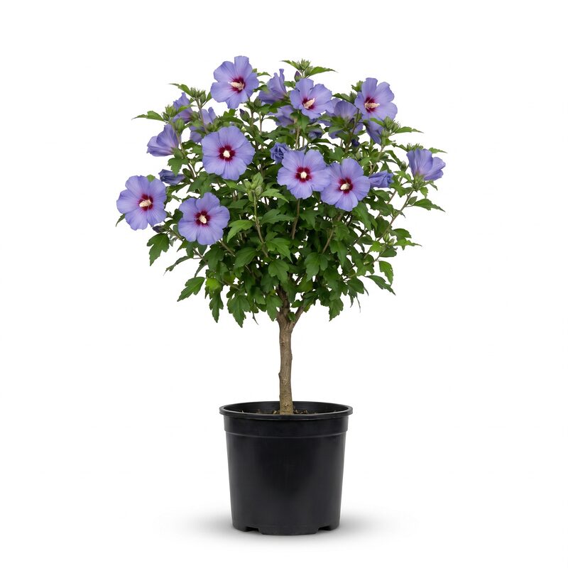 Azurri Blue Satin Rose of Sharon Tree Form image