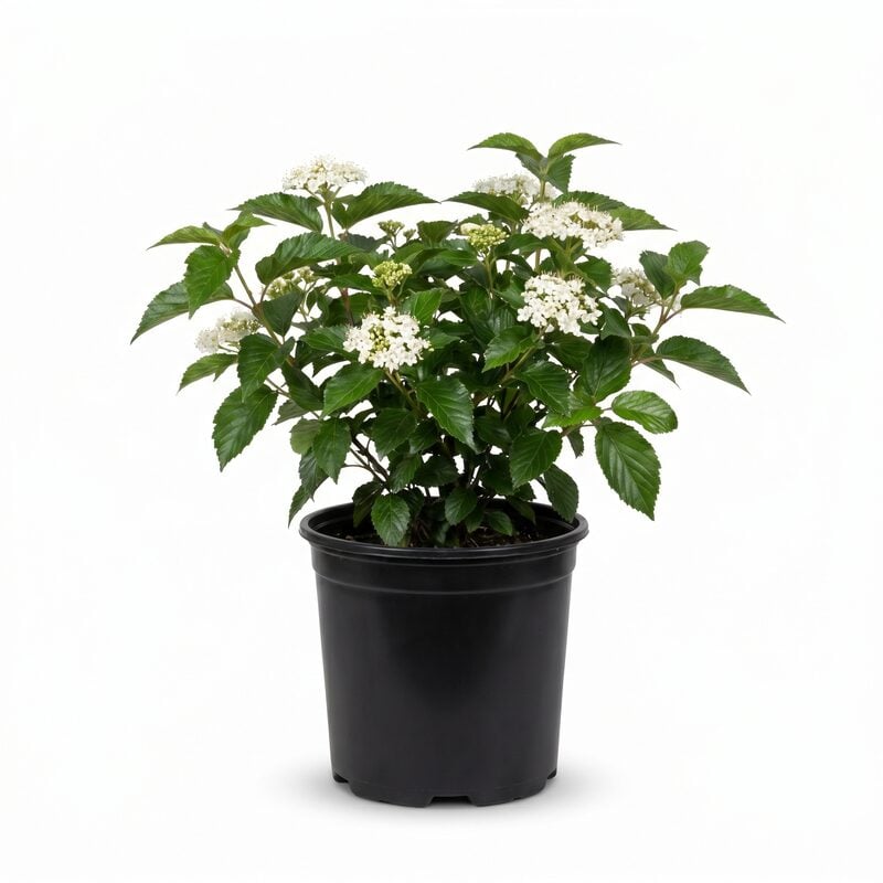 Chicago Lustre Arrowwood Viburnum image