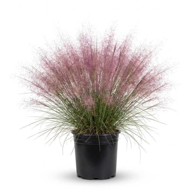 Pink Muhly Grass image