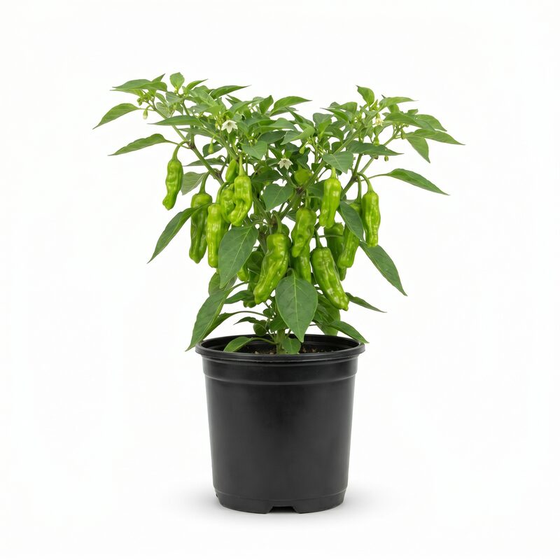 Chile Pepper Shishito image