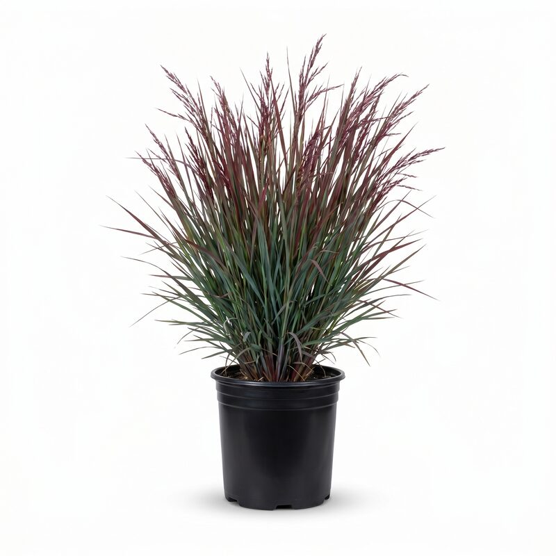 Blackhawks Big Bluestem image